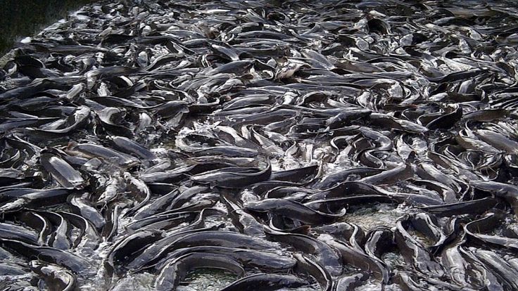 Fresh Fish